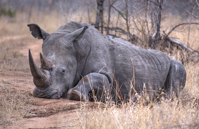 Resting rhino